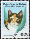 [Cats, Tipi AZA]