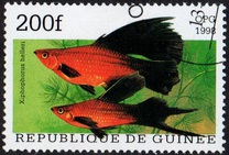 [Popular Aquarium Fish, type BDA]