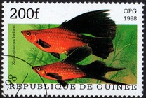 [Popular Aquarium Fish, type BDA]