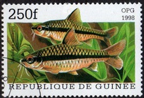 [Popular Aquarium Fish, type BDB]