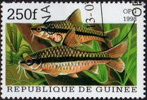 [Popular Aquarium Fish, type BDB]