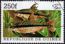 [Popular Aquarium Fish, type BDB]