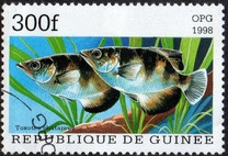 [Popular Aquarium Fish, type BDC]