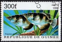 [Popular Aquarium Fish, type BDC]