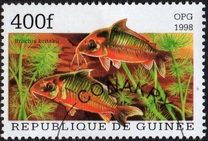 [Popular Aquarium Fish, type BDD]