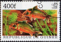 [Popular Aquarium Fish, type BDD]