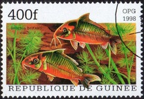 [Popular Aquarium Fish, type BDD]