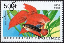 [Popular Aquarium Fish, type BDF]