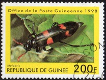 [Beetles from Around the World, Tipi BDH]
