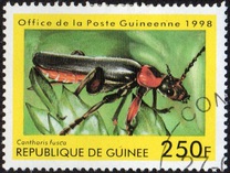 [Beetles from Around the World, Tipi BDI]
