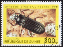 [Beetles from Around the World, Tipi BDJ]