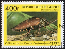 [Beetles from Around the World, Tipi BDK]