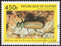 [Beetles from Around the World, Tipi BDL]