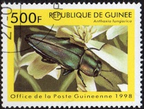 [Beetles from Around the World, Tipi BDM]