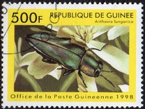[Beetles from Around the World, Tipi BDM]