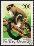[Monkeys from Around the World, Typ BFN]