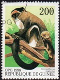 [Monkeys from Around the World, Typ BFN]