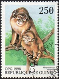 [Monkeys from Around the World, Typ BFO]