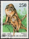 [Monkeys from Around the World, Typ BFO]