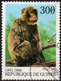 [Monkeys from Around the World, Typ BFP]