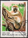 [Monkeys from Around the World, Typ BFQ]