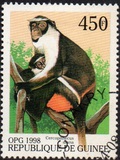[Monkeys from Around the World, Typ BFR]