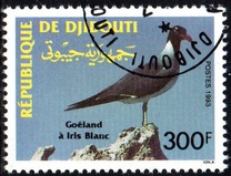 [White-eyed Gull, tyyppi MX]