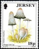 [Mushrooms, Tipo WG]