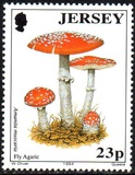[Mushrooms, Tipo WH]