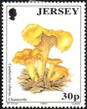 [Mushrooms, Tipo WI]