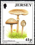 [Mushrooms, Tipo WJ]