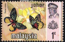 [Butterflies, type AU]