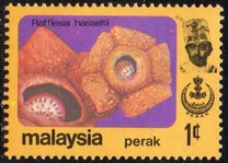 [Flowers, प्रकार AX]