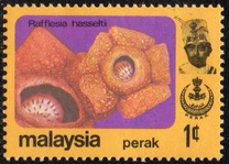 [Flowers, प्रकार AX]