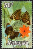 [Butterflies, type AT]