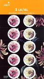 [Flowers - Dahlias, tipas BQY]