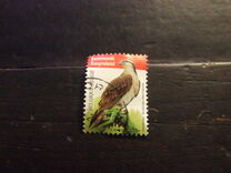 [Birds - Fish Eagle, loại DXQ]