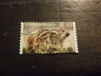[Baby Animals, type DGC]