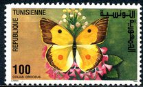 [Butterflies, type AFY]