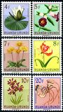 [Indigenous Flora, प्रकार BJ]