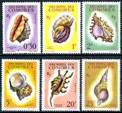 [Seashells, type W]