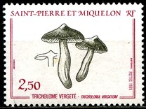 [Fungi, type IR]