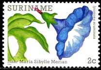 [Flower Paintings by Maria Sibylle Merian, tyyppi ARF]