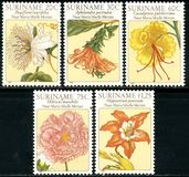 [Flower Drawings by Maria Sibylle Merian, Tipe AOG]