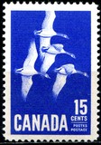 [Canada Geese, タイプ JI]