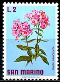[Flowers, type YG]