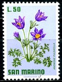 [Flowers, type YM]
