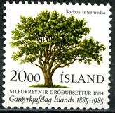 [The 100th Anniversary of the Horticutural Society, տեսակ OP]