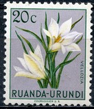 [Indigenous Flora, típus AY]