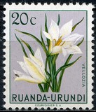 [Indigenous Flora, típus AY]